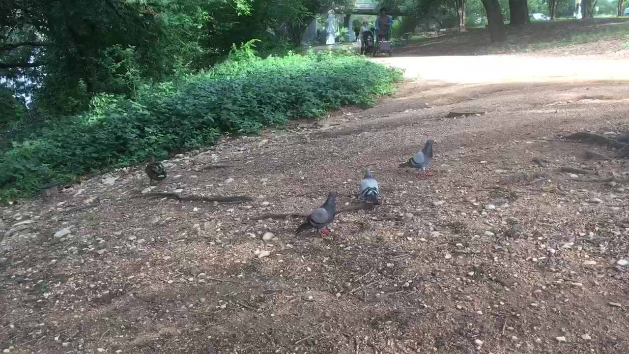 Ducks 🦆 & cute pigeons 🕊, so funny.