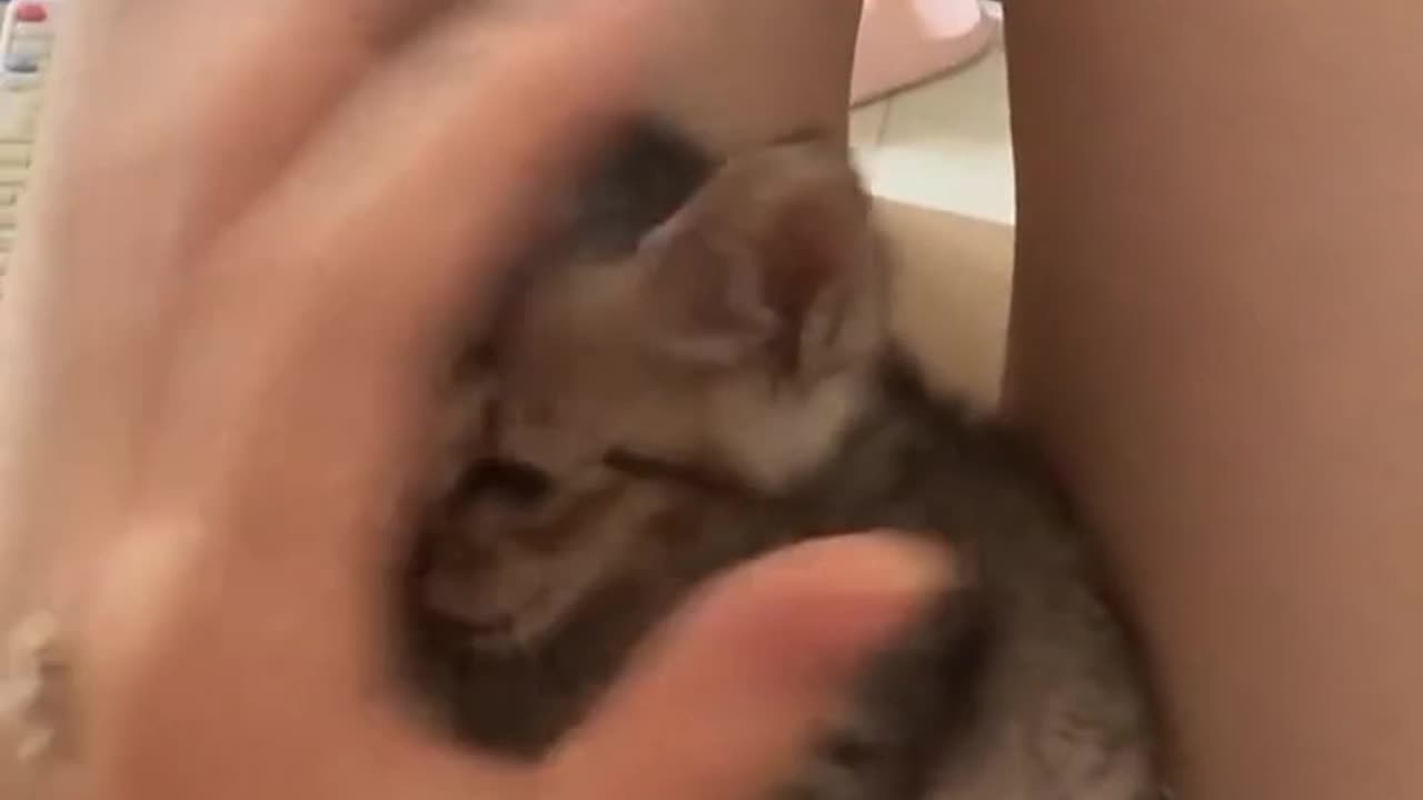 So cute cat