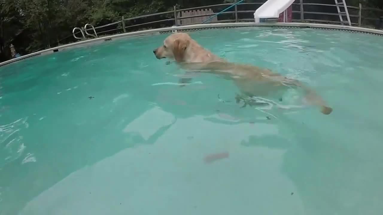 Dog Days of Summer 2014