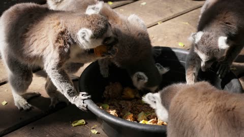 "Playful Lemurs Enjoying Fruit in Their Zoo Habitat"
