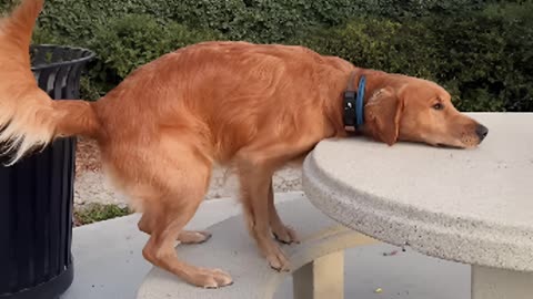 these dogs came with a factory defect