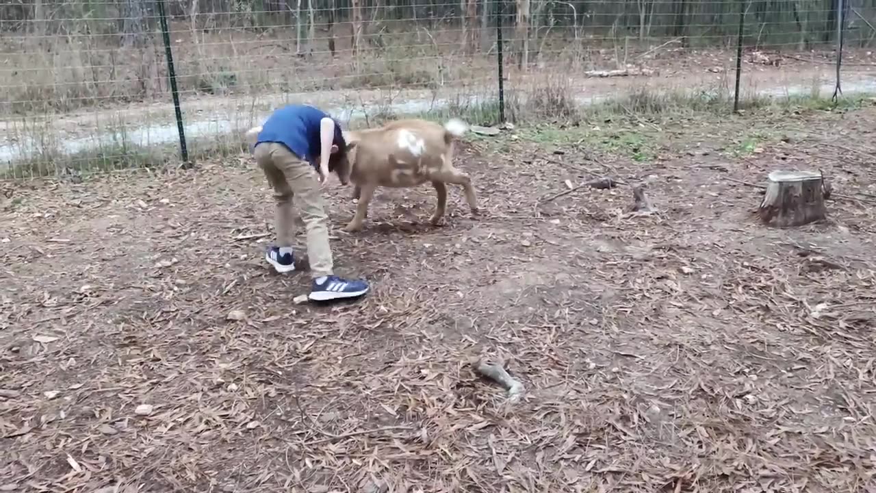 Funny Weekend At The Zoo