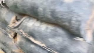 🇹🇭🇰🇭: Royal Thai Army captured Military Position with weapons and ammunition from the Cambodian