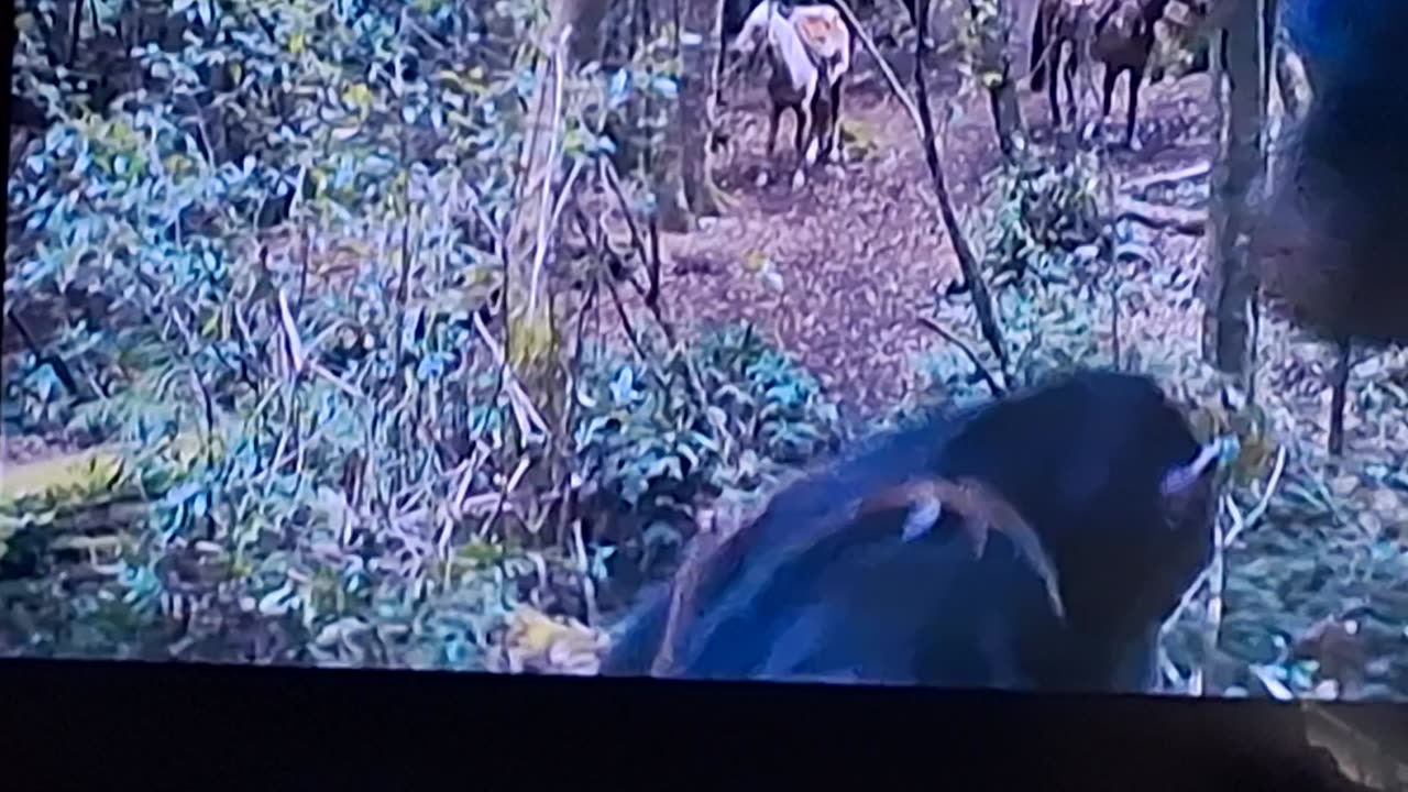 Return of the kingdom of the planet of the apes