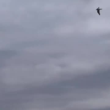 Birds Being Trained to Hunt Russian Drones