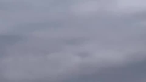 Birds Being Trained to Hunt Russian Drones