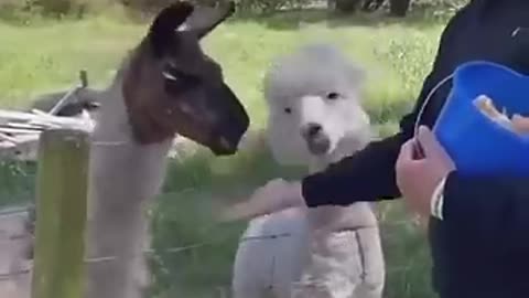 Camel Turkey Dog Comedy 2024