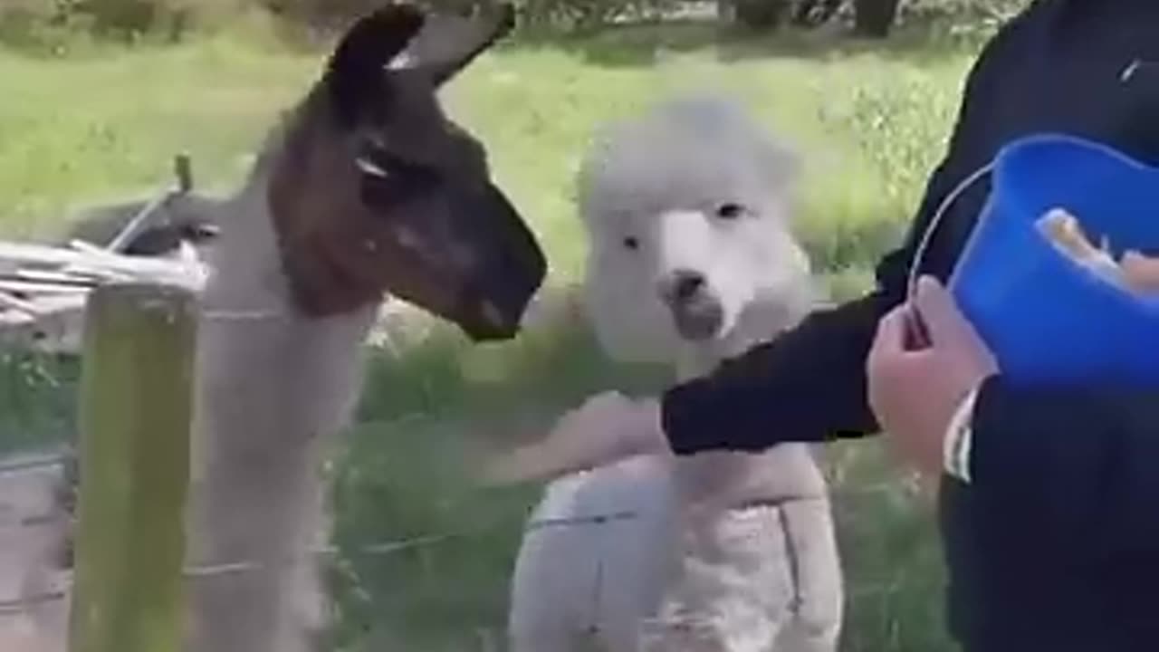 Camel Turkey Dog Comedy 2024