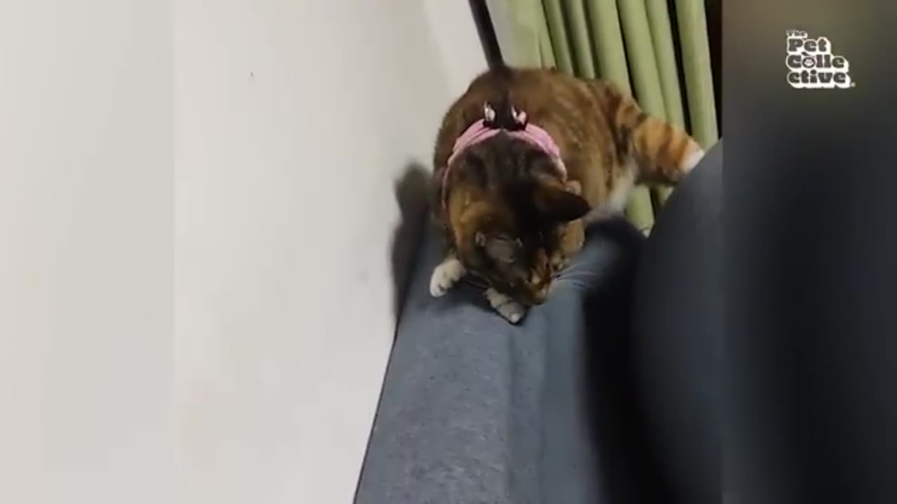 Cat funny