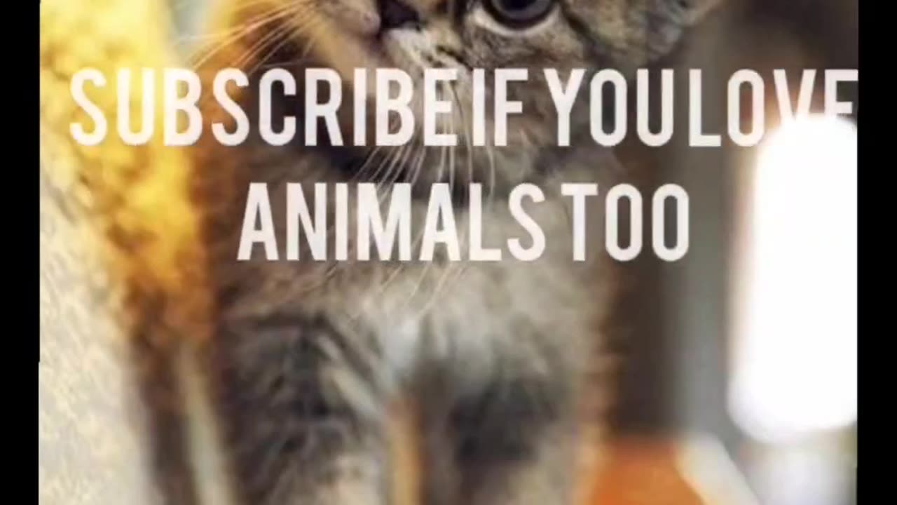Kitten Antics | Laugh Out Loud Cuteness π±π