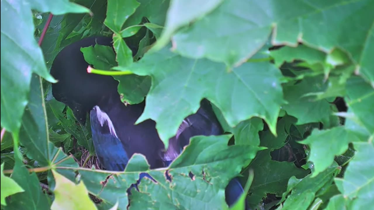 The magpie takes an egg from the blackbird's nest