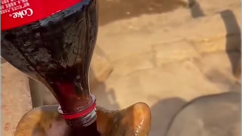 "When an Elephant Sips Soda with Its Trunk!" 🥤🤯