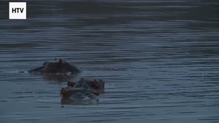 The Predator’s Journey Across the Seasons