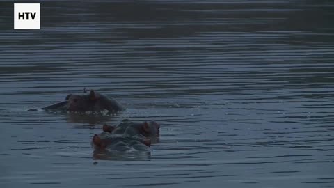 The Predator’s Journey Across the Seasons