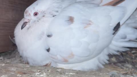 🤣🐦 Pigeon Hatches Baby Chickens?! You Won't Believe This! | FunFM