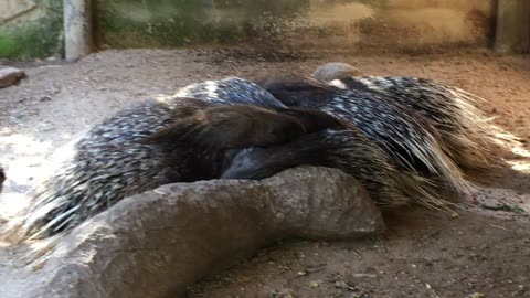 Lagos Zoo (Algarve, Portugal) 12