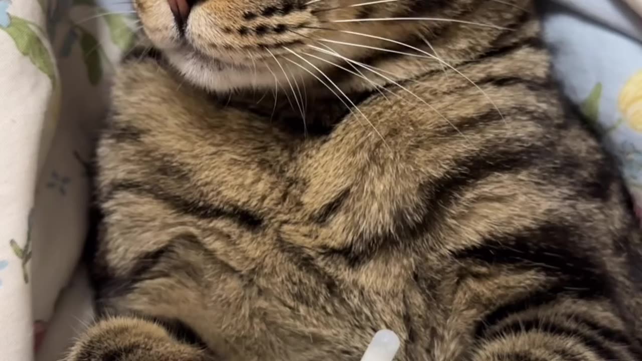 cat funny