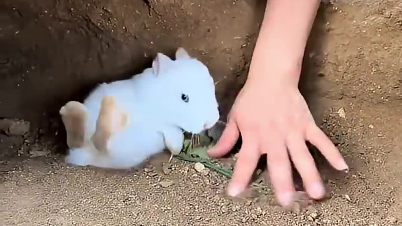 Catching rabbits, they are so cute.