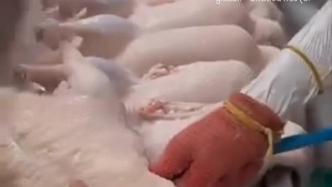 Who Knew This About Chicken?