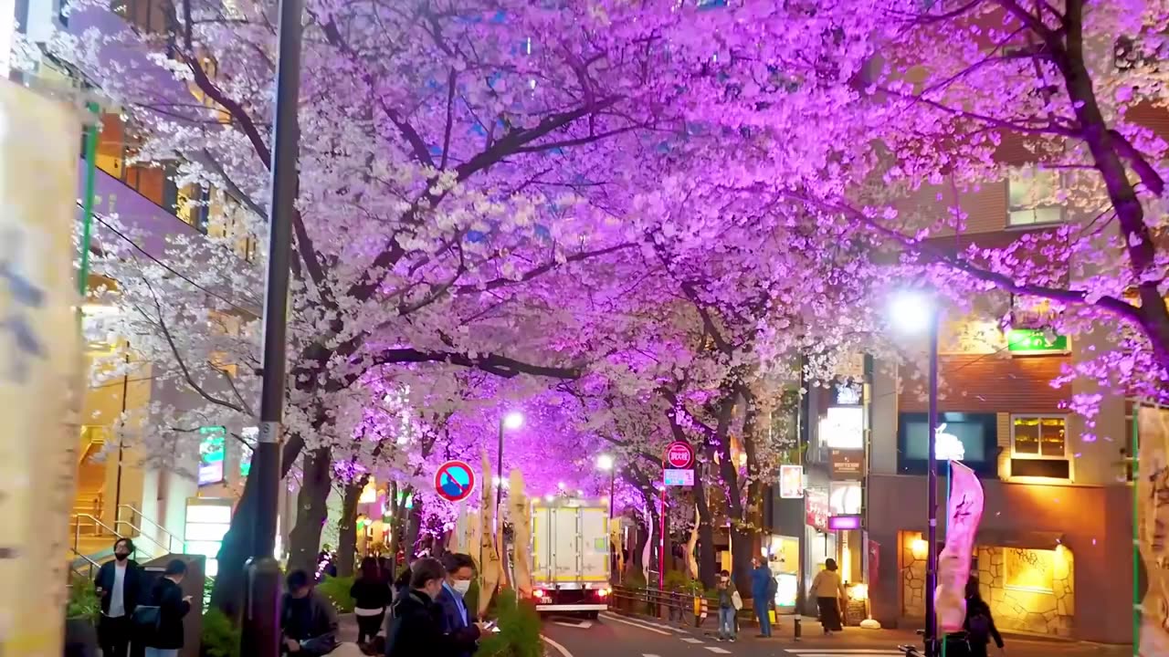 Cherry blossoms in Tokyo at night—are they beautiful?