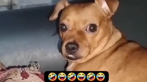 The dogs are angry🤣🤣🤣🤣🤣🤣🤣