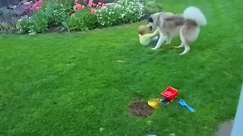 Eagle tries to attack child... dog saves him