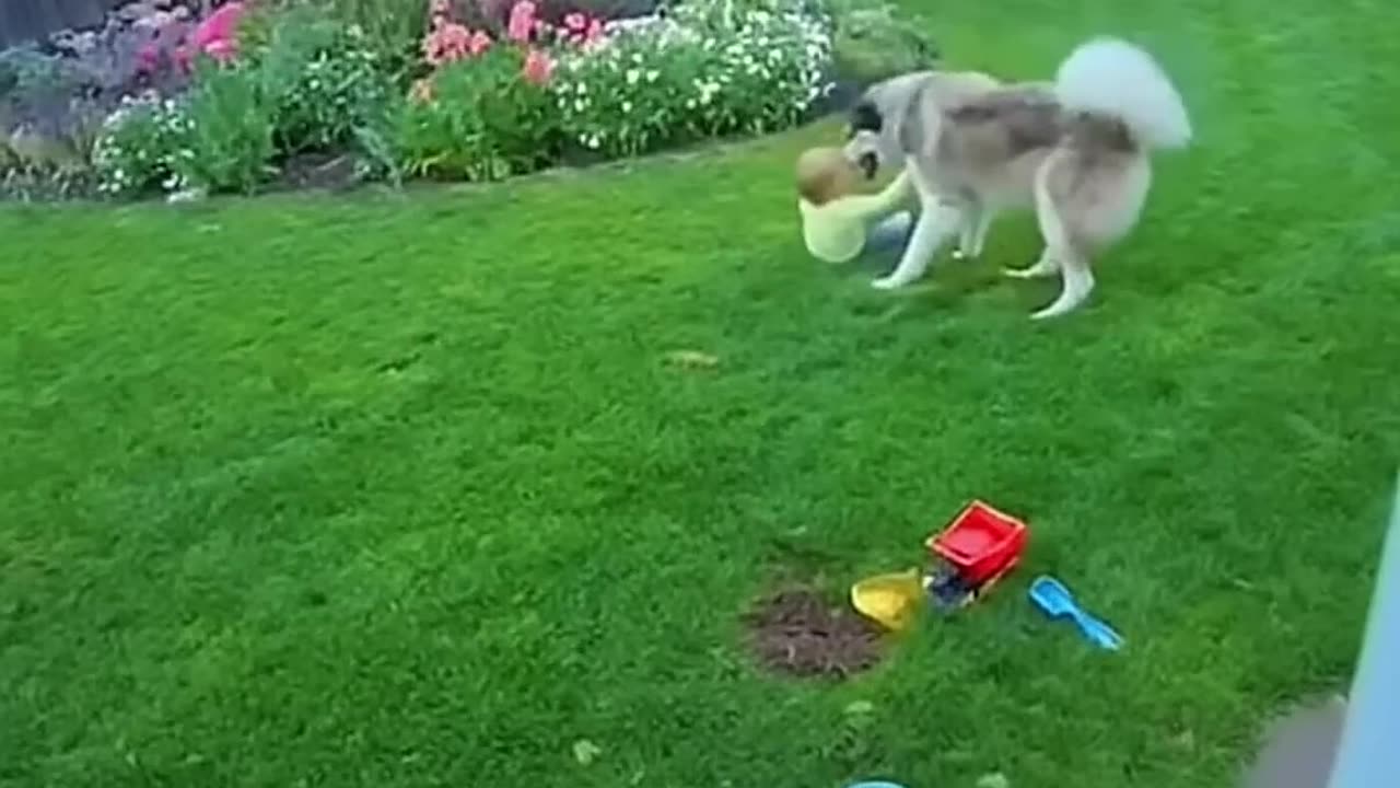 Eagle tries to attack child... dog saves him