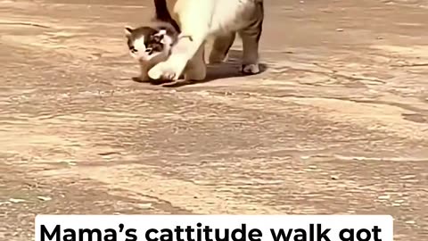 Mama cat's cattitude ruined by baby