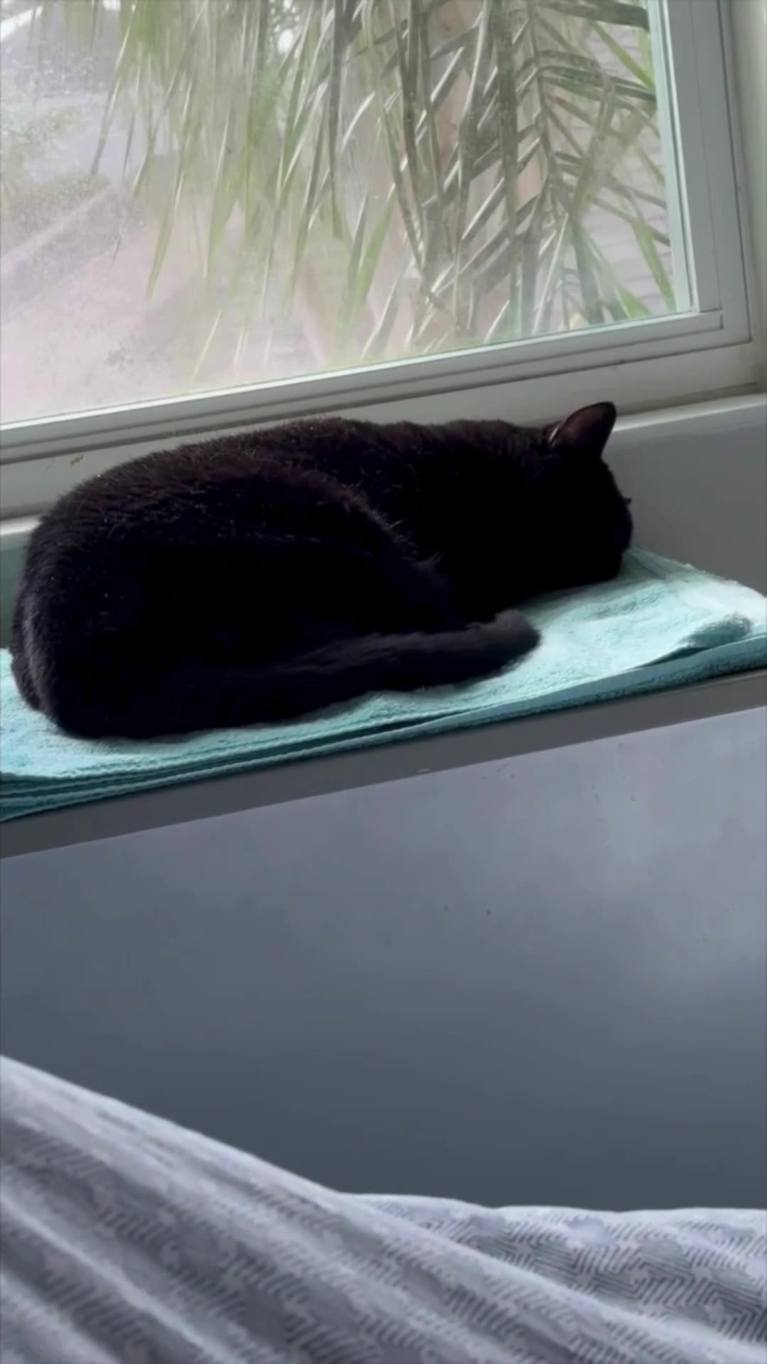 Cute Precious Piper Sleeps in Her Spa - Adopting a Cat from a Shelter Vlog #shorts