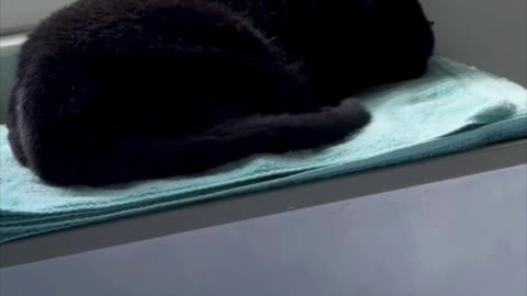 Cute Precious Piper Sleeps in Her Spa - Adopting a Cat from a Shelter Vlog #shorts