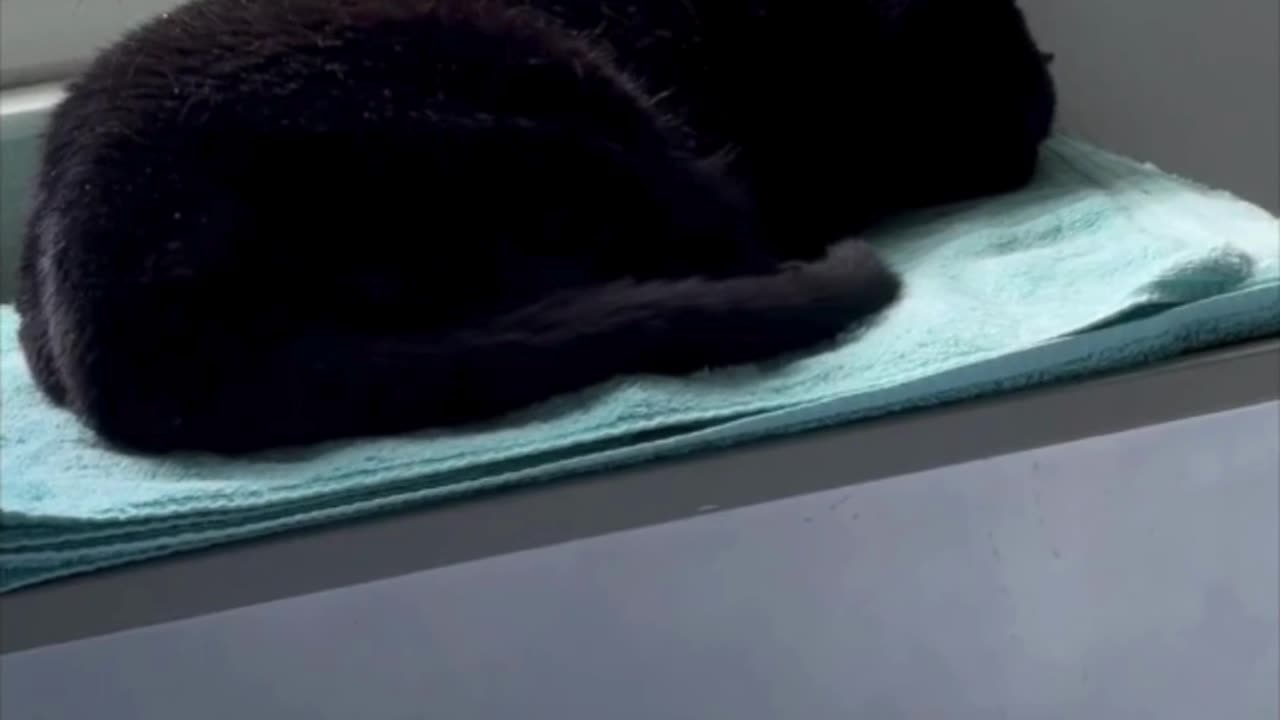 Cute Precious Piper Sleeps in Her Spa - Adopting a Cat from a Shelter Vlog #shorts