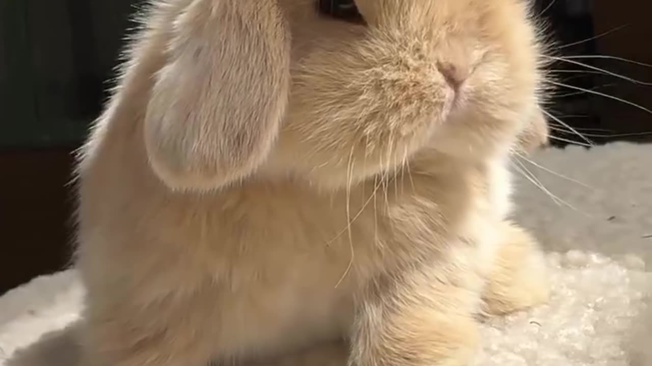 Is This Bunny Even Real? Looks Like a Plush Toy! 🐰🧸