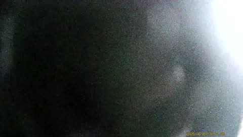 Cookie Cutter the Cat Filmed By Haza PR800 Wild Camera, Dearborn, Michigan, June 20, 2025