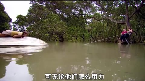 attacked by a crocodile and trapped in a tree