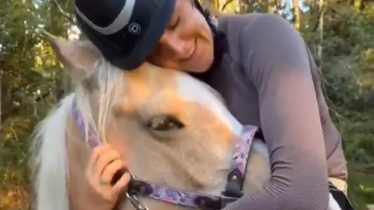 Gentleman horse
