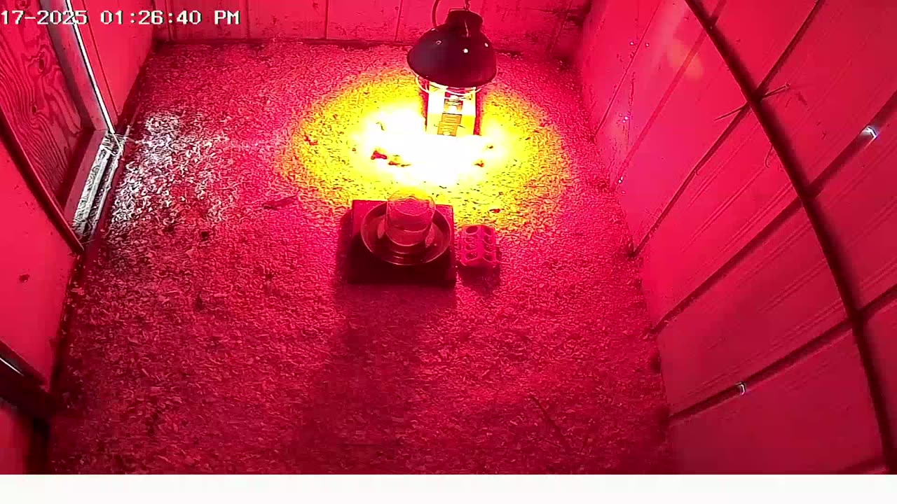 Millar Time Chicken Cam