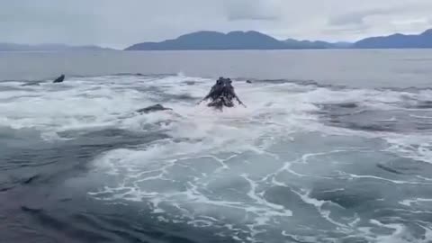 The "Bubble Net" feeding technique observed in nature.