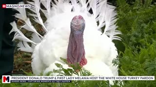 🇺🇸 President Donald Trump & Beloved First Lady Melania Host 🦃 Thanksgiving Turkey Pardon [LIVE]