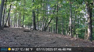 The Woods – 07/12/2025