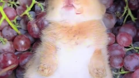 Eating bunny