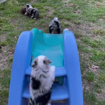 Puppy slide.. 😊