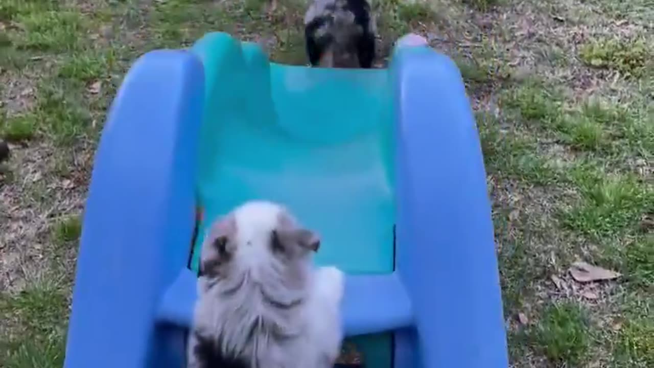 Puppy slide.. 😊
