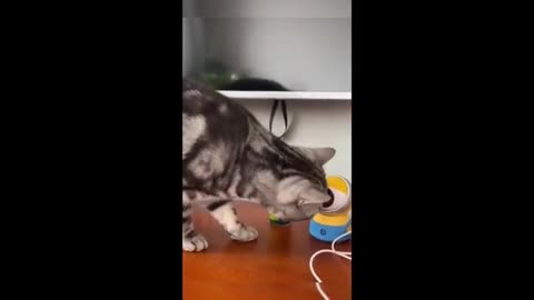 Funny cats/dogs - Funny animals