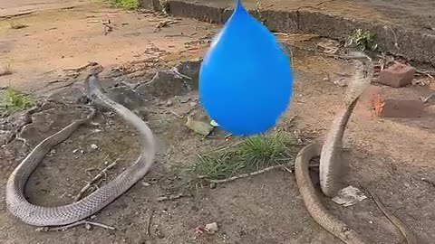 Snake attack on ballon