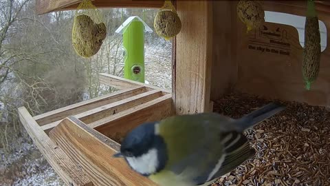 Great tit: What a paradise on earth! A full table of food! 🐦 😀