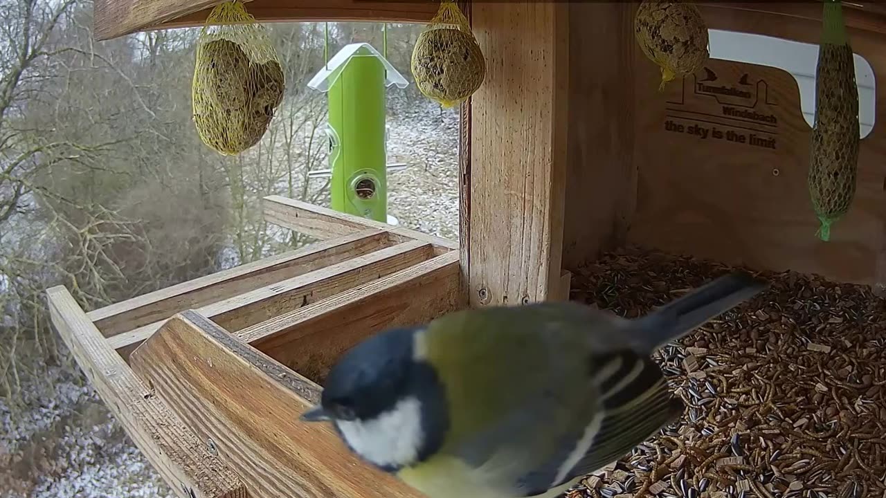 Great tit: What a paradise on earth! A full table of food! 🐦 😀