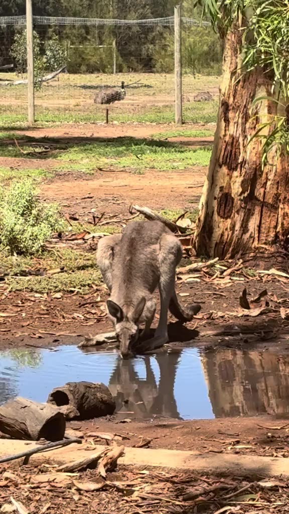 Kangaroo 🦘 Australian wild life