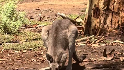 Kangaroo 🦘 Australian wild life