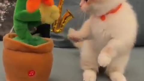 Funny animals😂😂😂