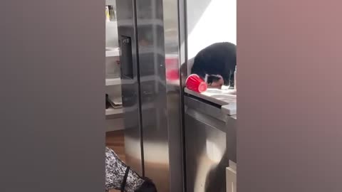 funniest-animals-2025--new-funny-cats-and-dogs-videos